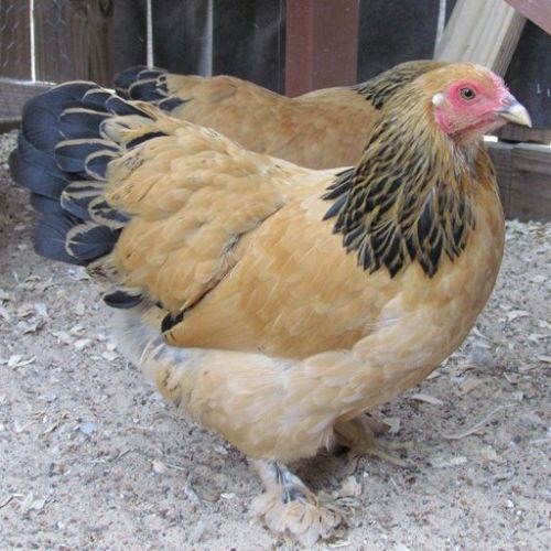 Female Buff Brahma