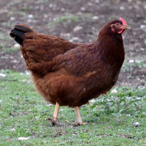 Female Rhode Island Reds
